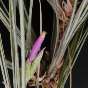 Tillandsia pseudosetacea