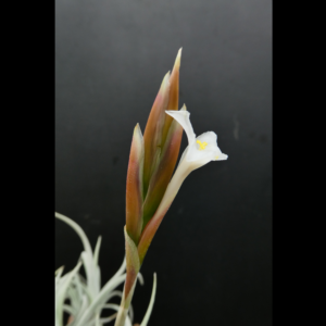Tillandsia uruguayensis