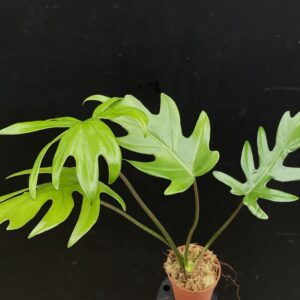 Philodendron mayoi