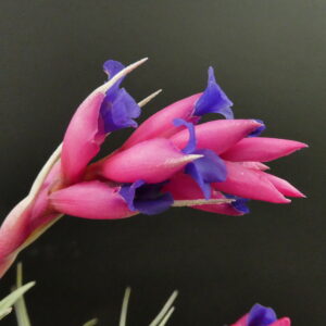 Tillandsia recurvifolia 'subsecundifolia' x Holm's Rosy Diamond