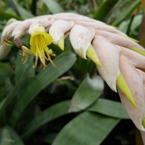 Vriesea pardalina 'Prinsler'