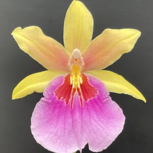 Milmiltonia n.r. Sunset