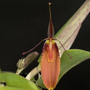 Restrepia cuprea
