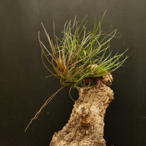 Tillandsia Holm's Red Twin Star