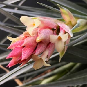 Tillandsia Holm's White Star