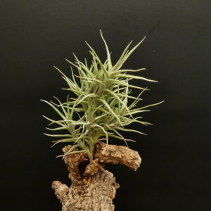 Tillandsia diaguitensis 'Goblin'