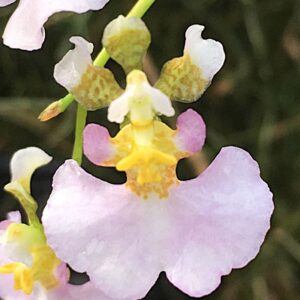 Tolumnia scandens