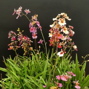 Tolumnia variegata Sämlinge Mix