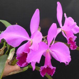 Cattleya labiata Rubra