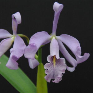 Cattleya maxima Coerulea