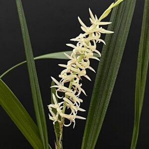Dendrochilum yuccifolium