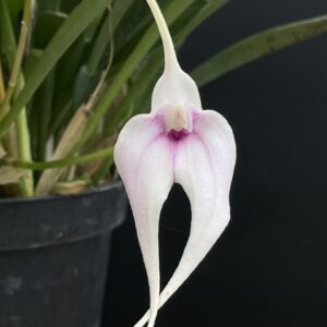Masdevallia peristeria x coccinea Alba 'Jens'