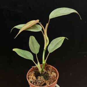 Philodendron werneri 'Rotonda'