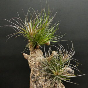 Tillandsia Holm's Red Twin Star