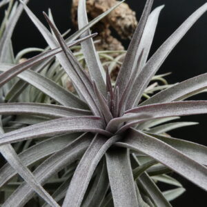 Tillandsia aeranthos 'Hazy Violet'