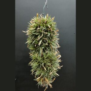 Tillandsia argentina - Einzelstück