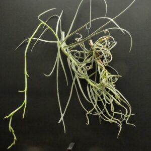 Tillandsia duratii -Einzelstück