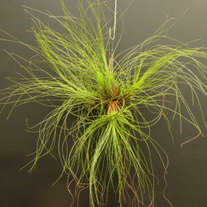 Tillandsia nolleriana- Einzelstück