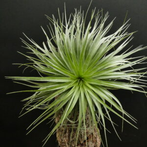 Tillandsia stricta 'hart' x aeranthos- Einzelstück