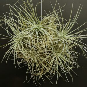 Tillandsia tectorum -Einzelstück