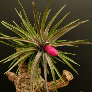 Tillandsia tenuifolia 'Ruby Forest'