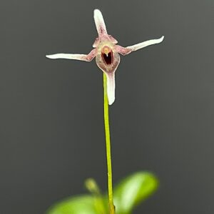 Pleurothallis gratiosa